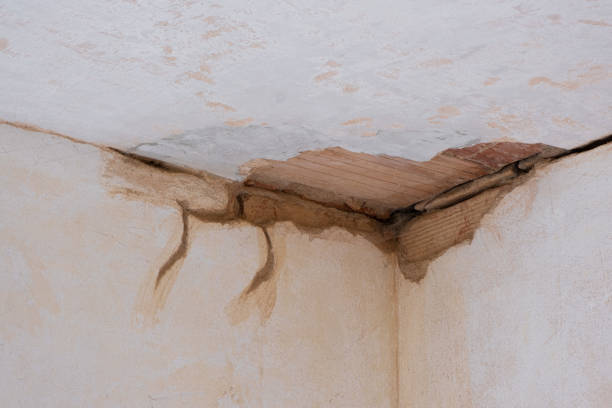Best Professional water damage repair  in Farmland, IN
